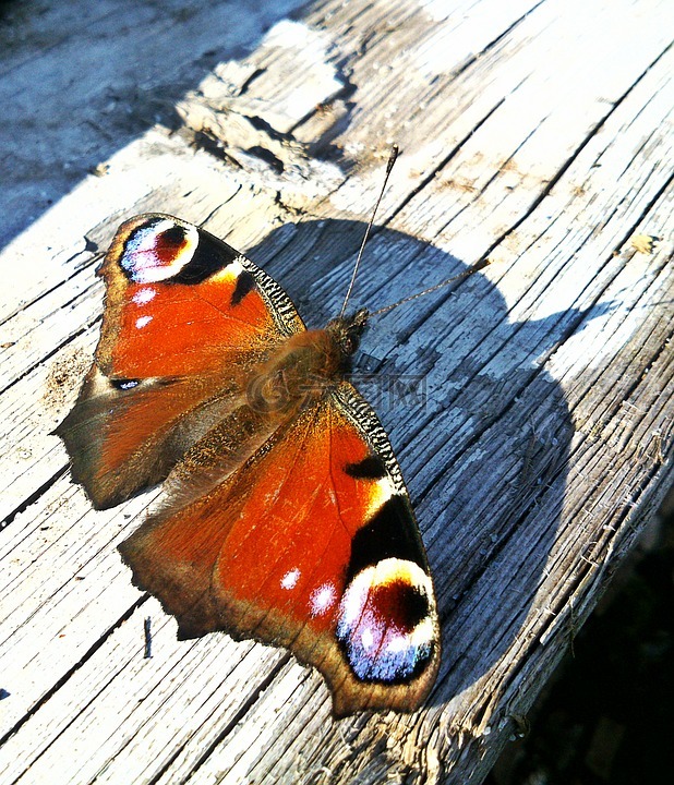 蝴蝶,夏季,昆蟲