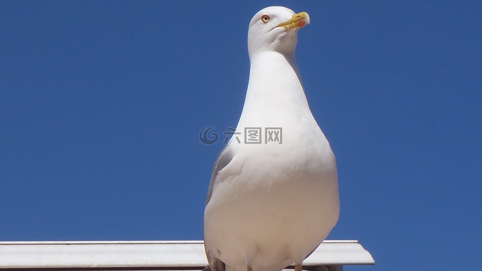 鳥,海鷗,簡介