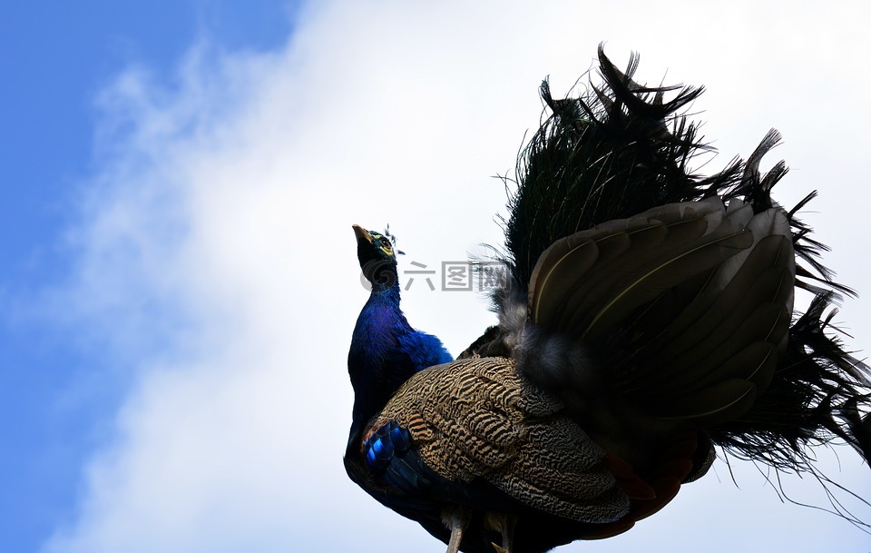 孔雀,雞形目鳥類,pavo cristatus