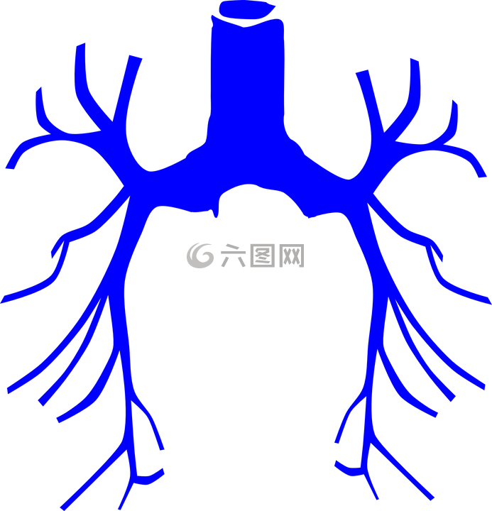 呼吸,系統(tǒng),肺