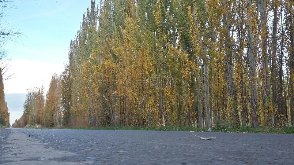 路徑,斯阿拉莫斯國(guó)家實(shí)驗(yàn)室,樹