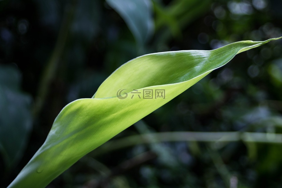 性質(zhì),植物,花卉
