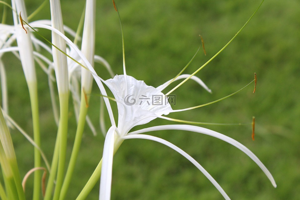 峇里島,白花,螫蟹百合
