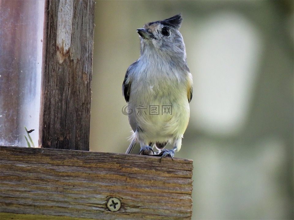 鳥,野生動物,關(guān)閉了