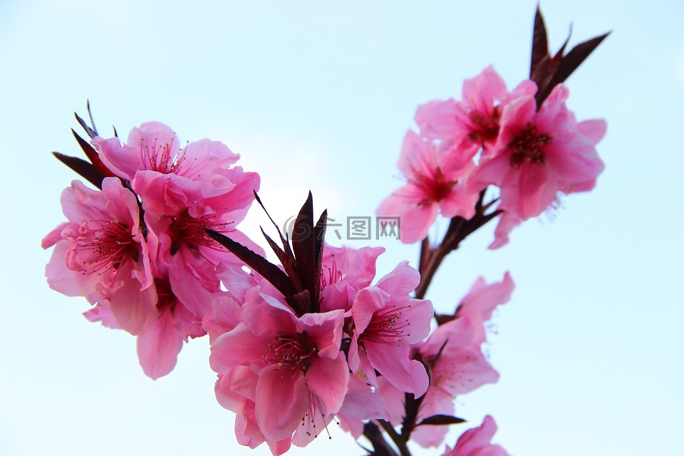 桃花,春天,粉色