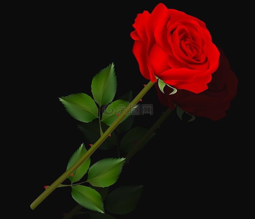 花,羅莎,愛情