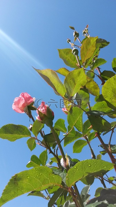 女王伊麗莎白二世玫瑰布什,玫瑰,粉紅色