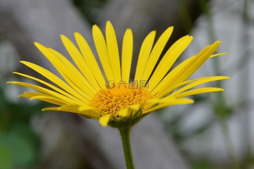 開花,黃色,花