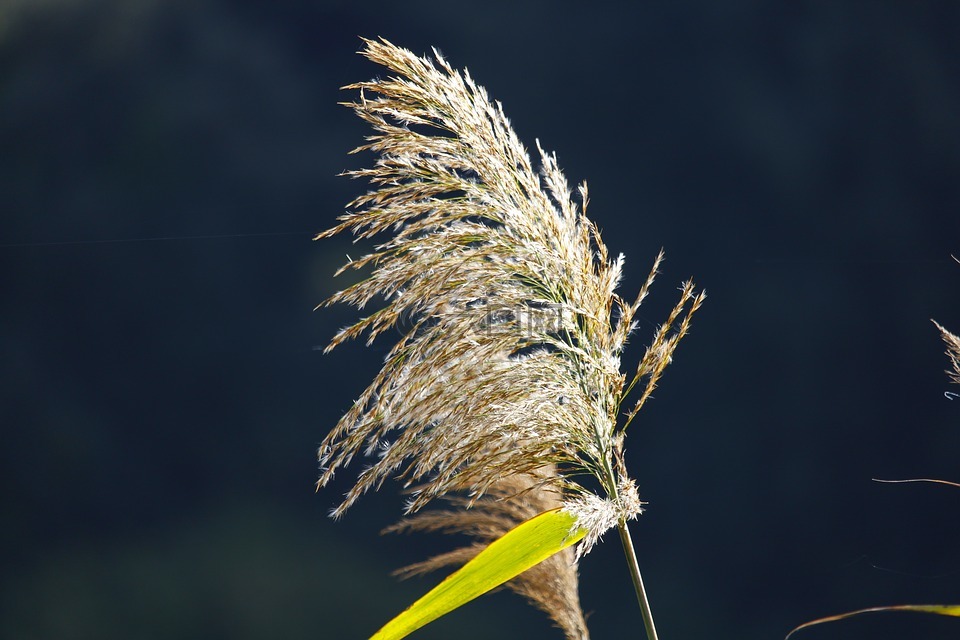 水,草,河