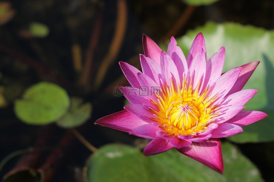 蓮花,花,泰國