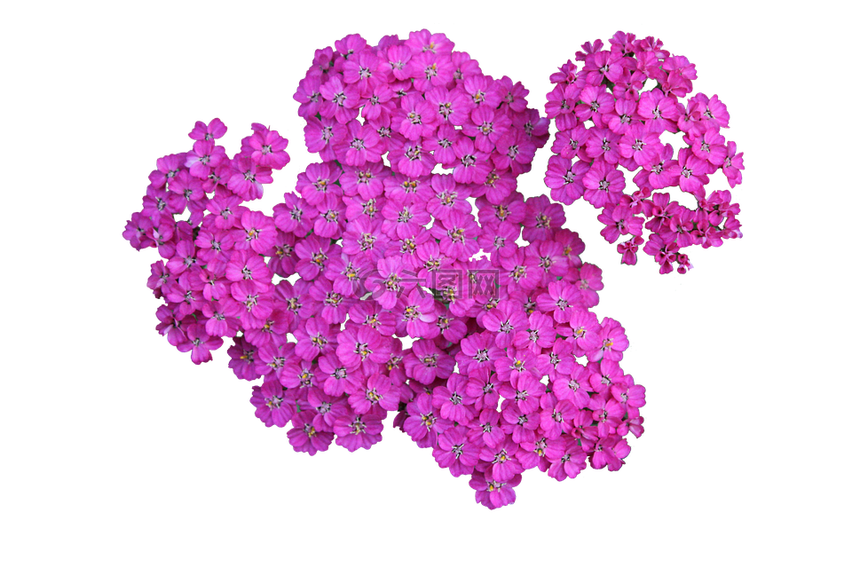 植物,蓍,png