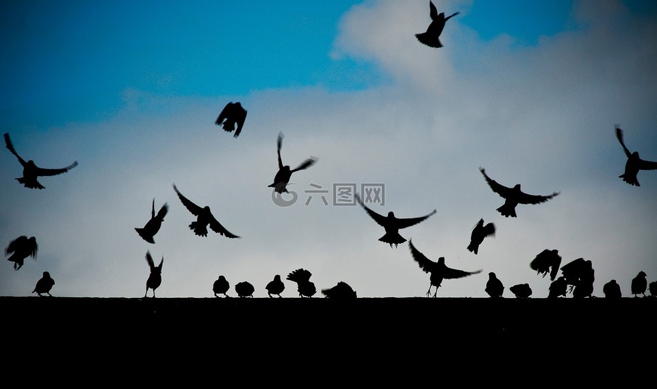 鳥,飛,動物