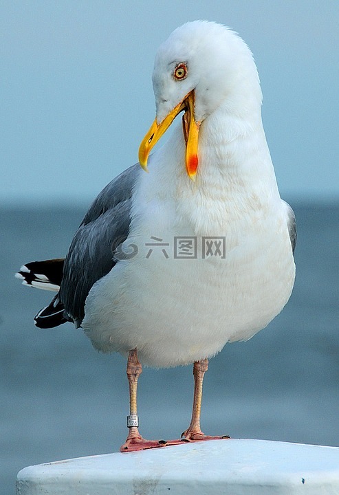 海鷗,海,休息