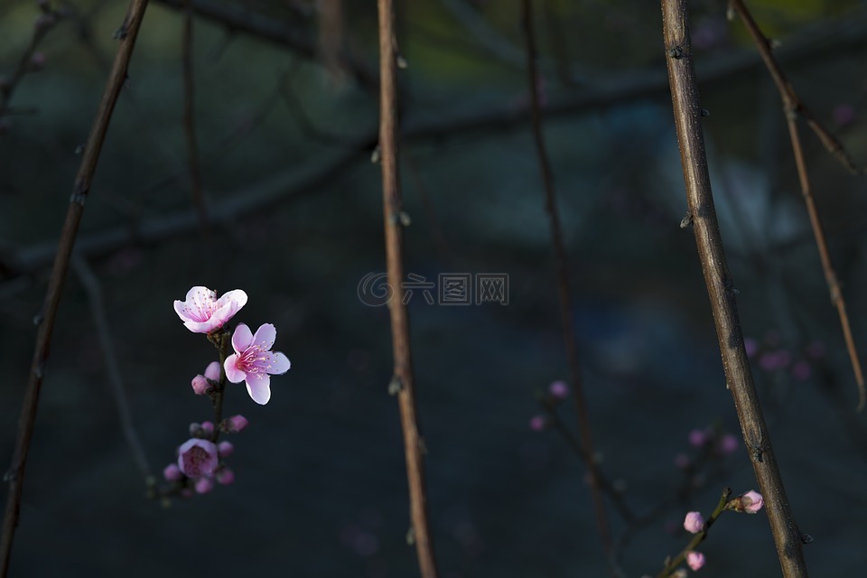 花,紅,暗背景