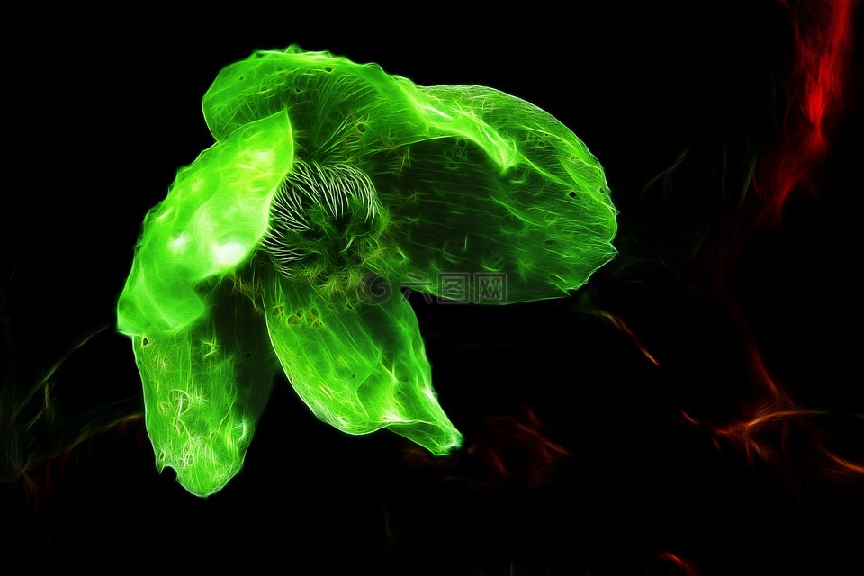 fractalius,阿爾卑斯山的罌粟花,罌粟