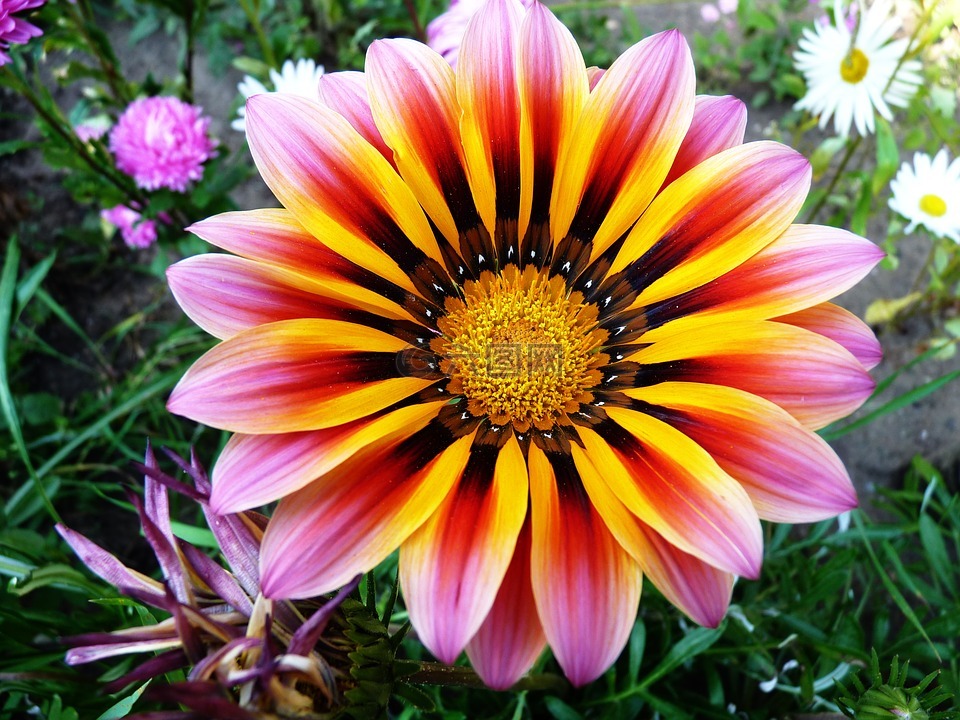花,花園,植物