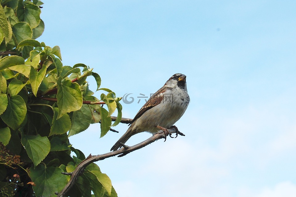 麻雀,鳥,動物