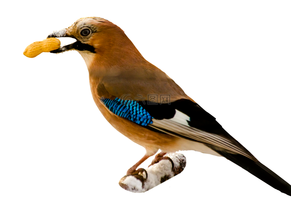 鳥,杰伊 ·,孤立
