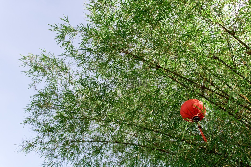 竹,燈籠,綠色