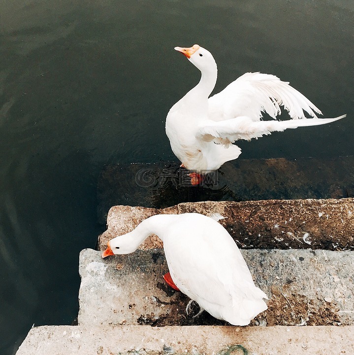 鳥,動物,鵝
