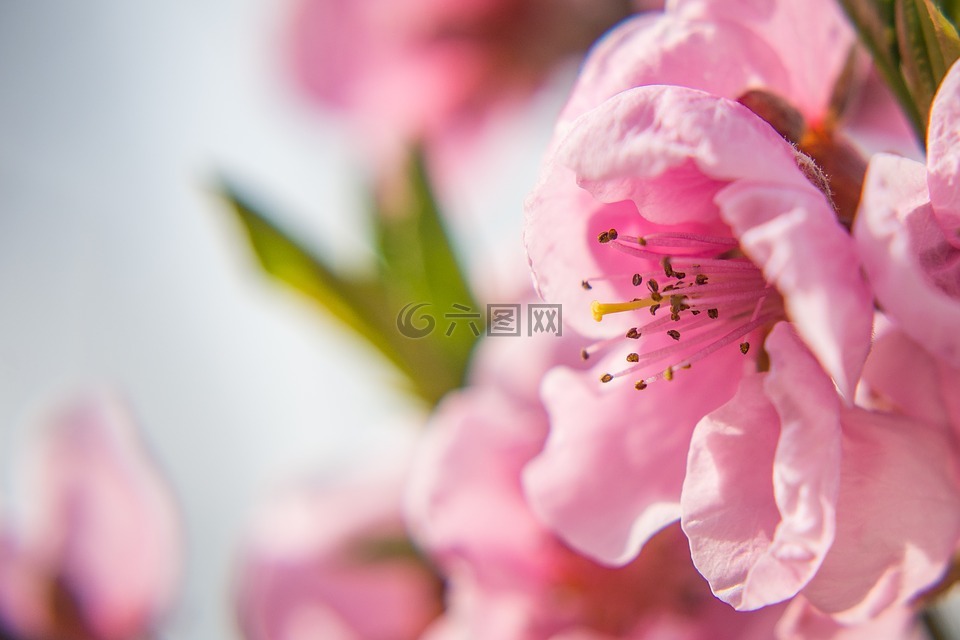 油桃花,開花,春天