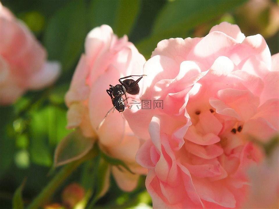 螞蟻,昆蟲,花園