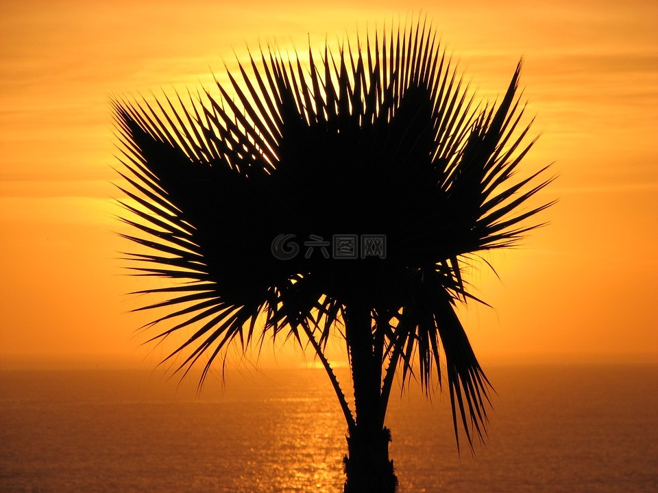 棕櫚樹(shù),夕陽(yáng)棕櫚樹(shù),海洋日落