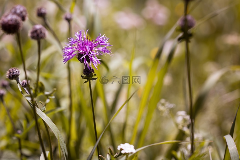 bluets,假發(fā)錦葵植物,廠
