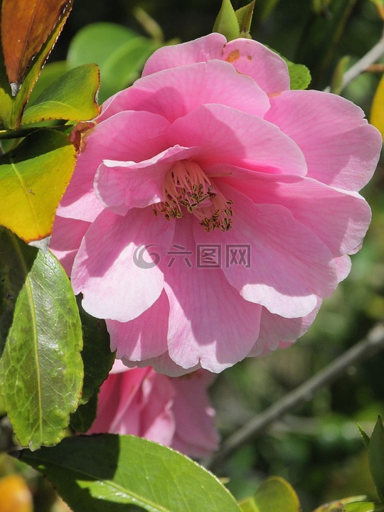 自然,花,花園