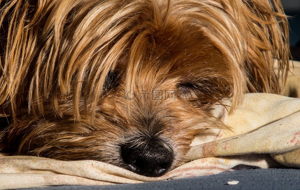 狗,約克夏犬,那只懶狗