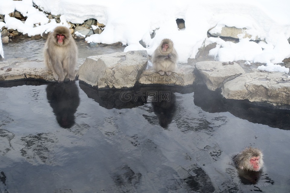 雪猴,獼,靈長(zhǎng)類動(dòng)物