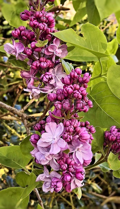 紫丁香,花枝,紫