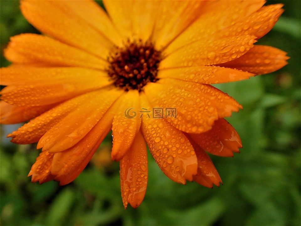 花,露滴,黃色