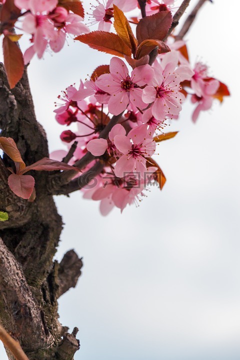 mandulavirág,杏仁,鲜花