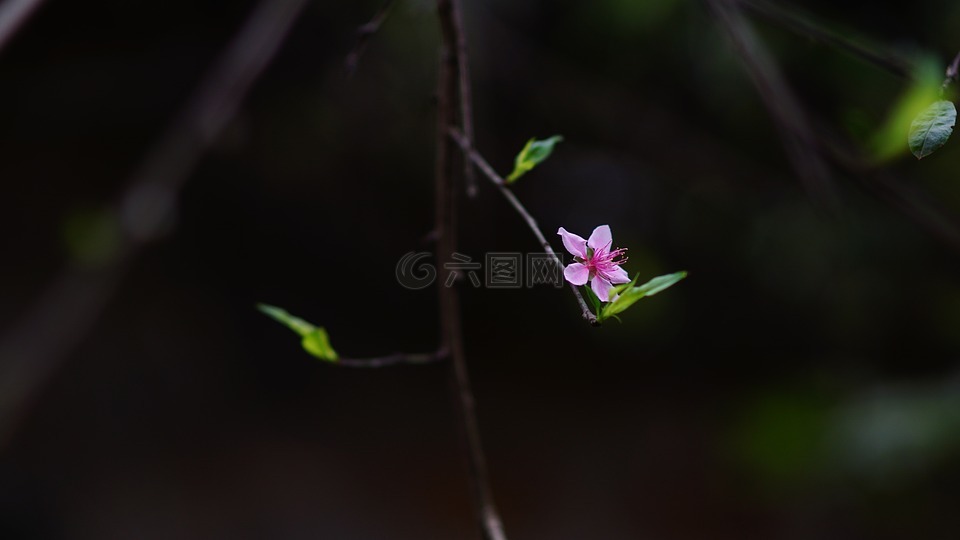 桃花,花,農(nóng)歷新年