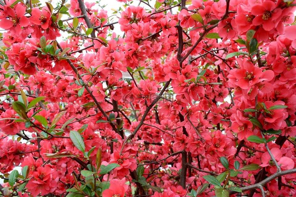 性質(zhì),夏季,夏季植物