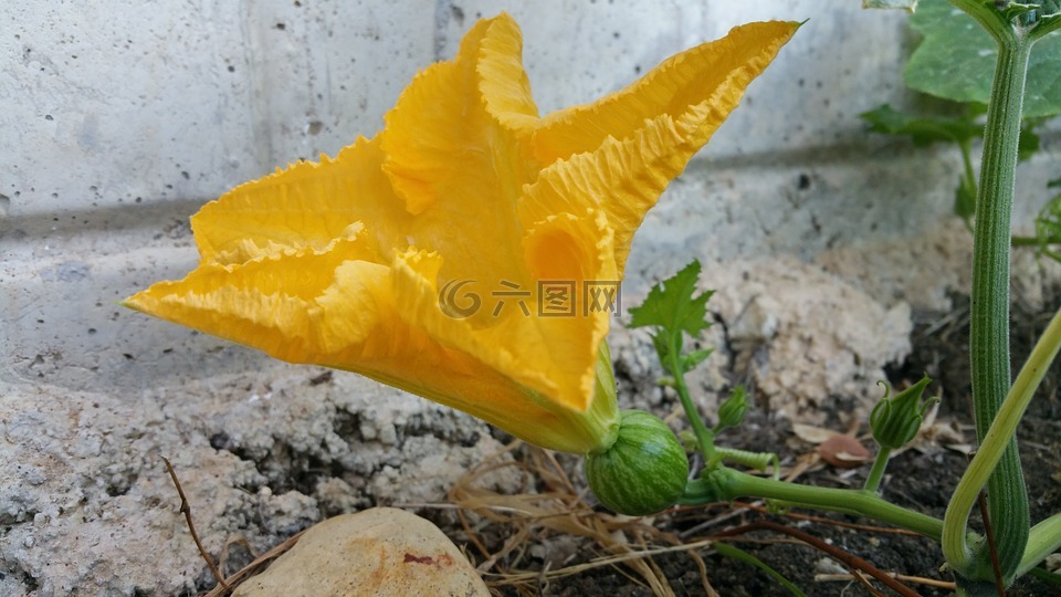 南瓜花,黃色花,自然