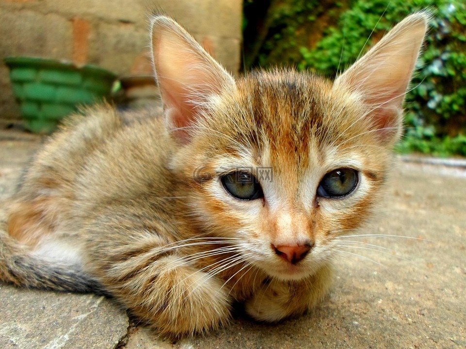 猫,小猫,动物