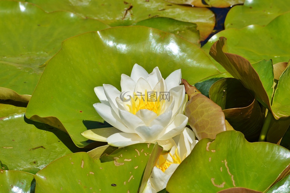 睡蓮,玫瑰,花