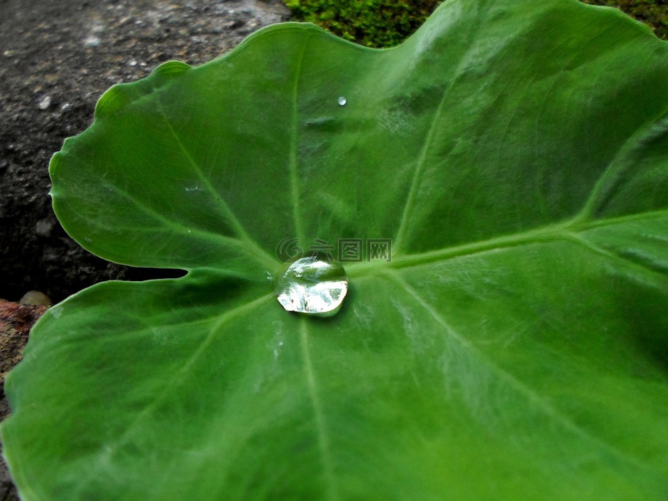 水,滴,叶子