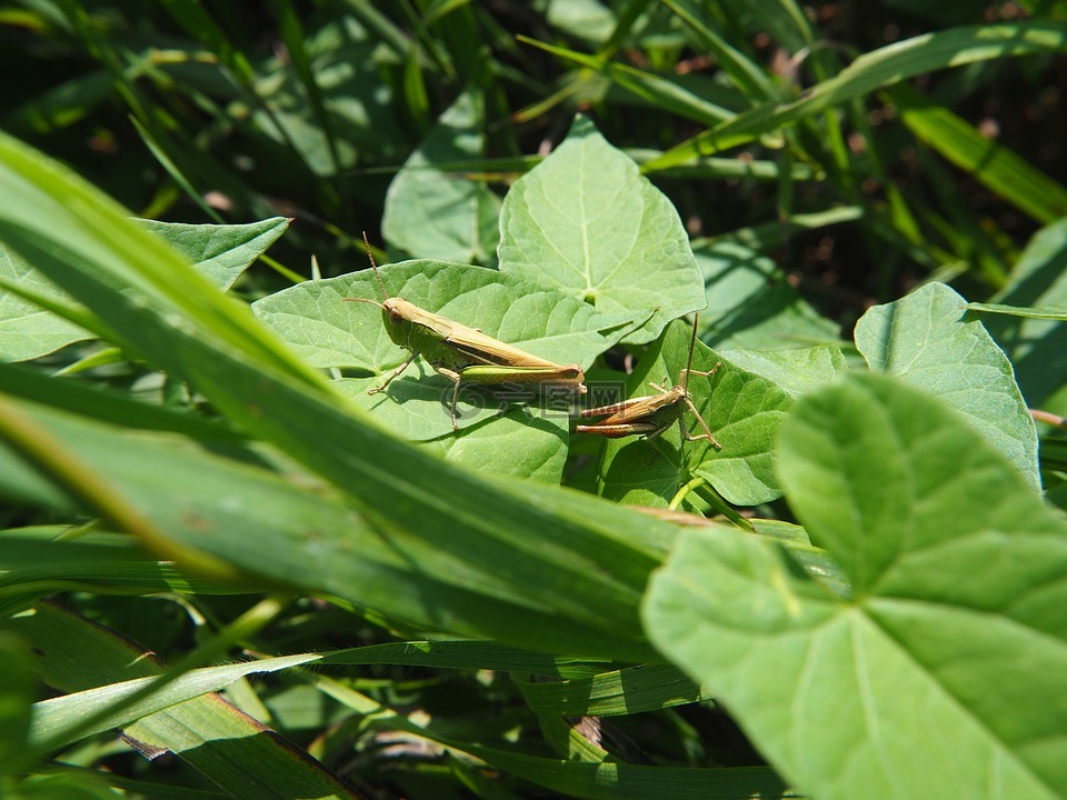 蚱蜢,蝗蟲(chóng),昆蟲(chóng)