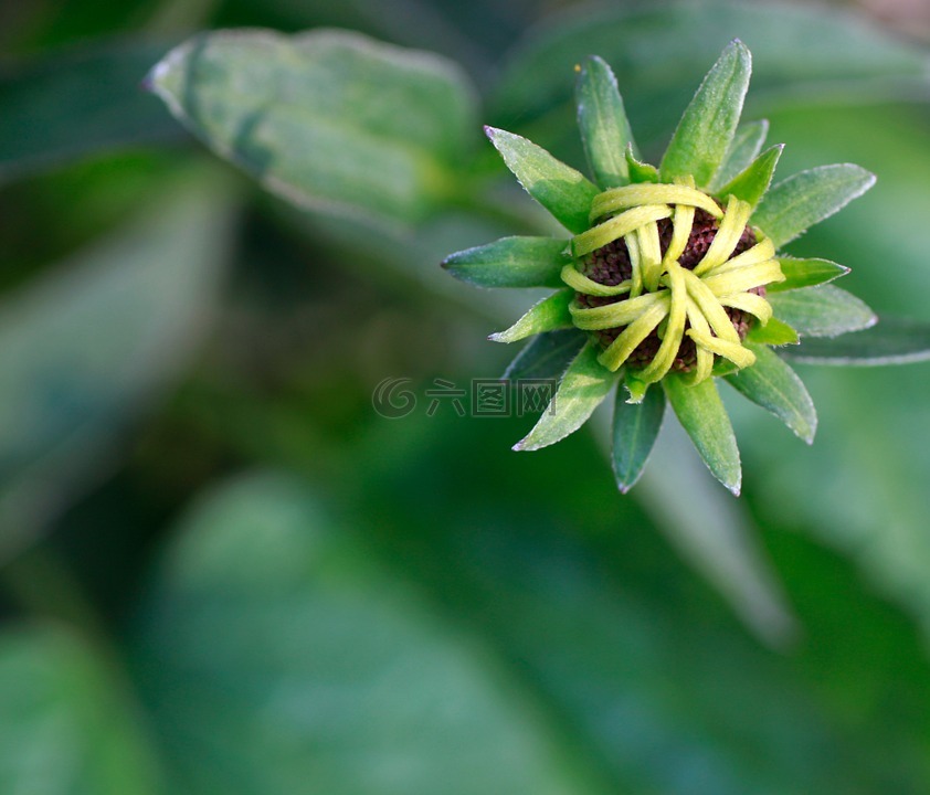 太陽帽子,黃雛菊屬,芽