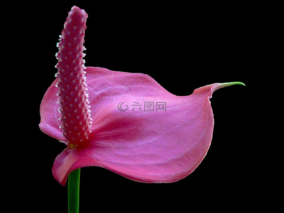 弗拉明戈花,开花,红掌