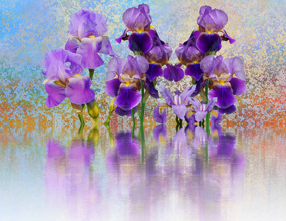 虹膜,花,鸢尾花