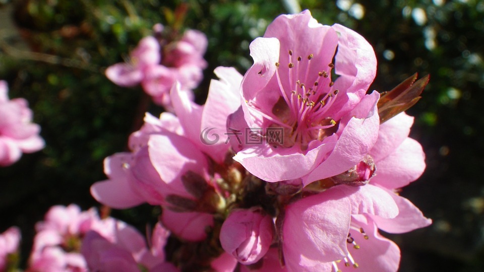 花,粉色,油桃