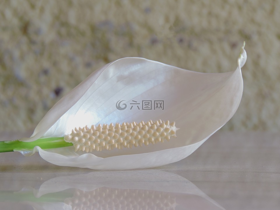 花卉,白花,莉莉