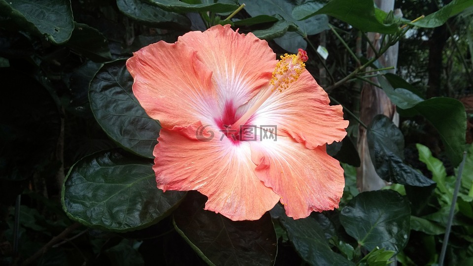 沙龍的玫瑰,韓國(guó)花,在韓國(guó)菊花