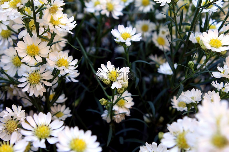 雛菊,margaridinhas,鮮花