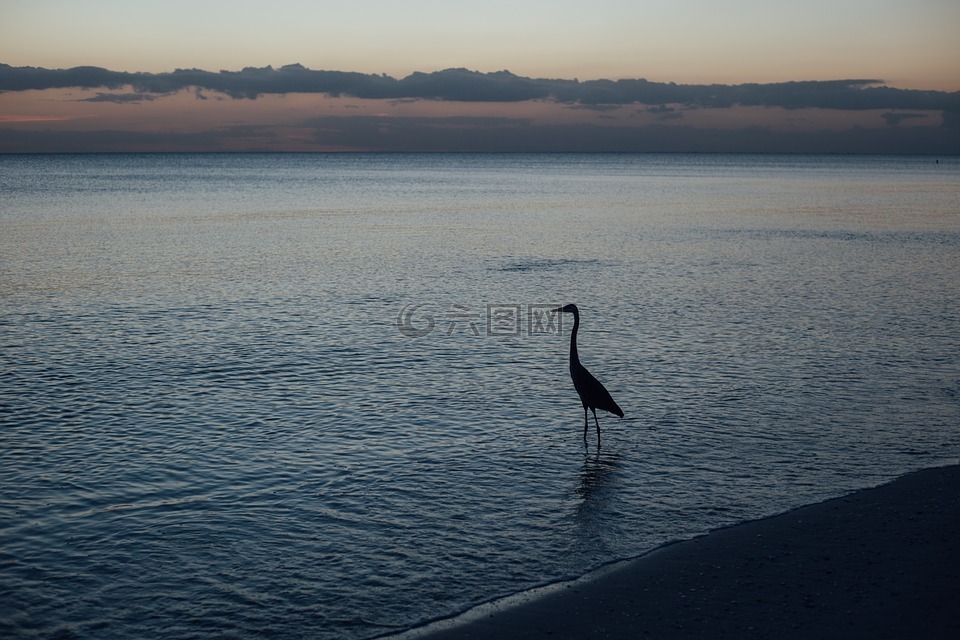 海,海洋,水
