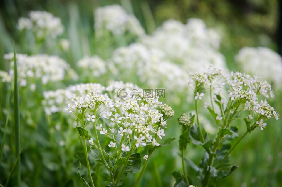 白色的花,春天的花朵,鮮花